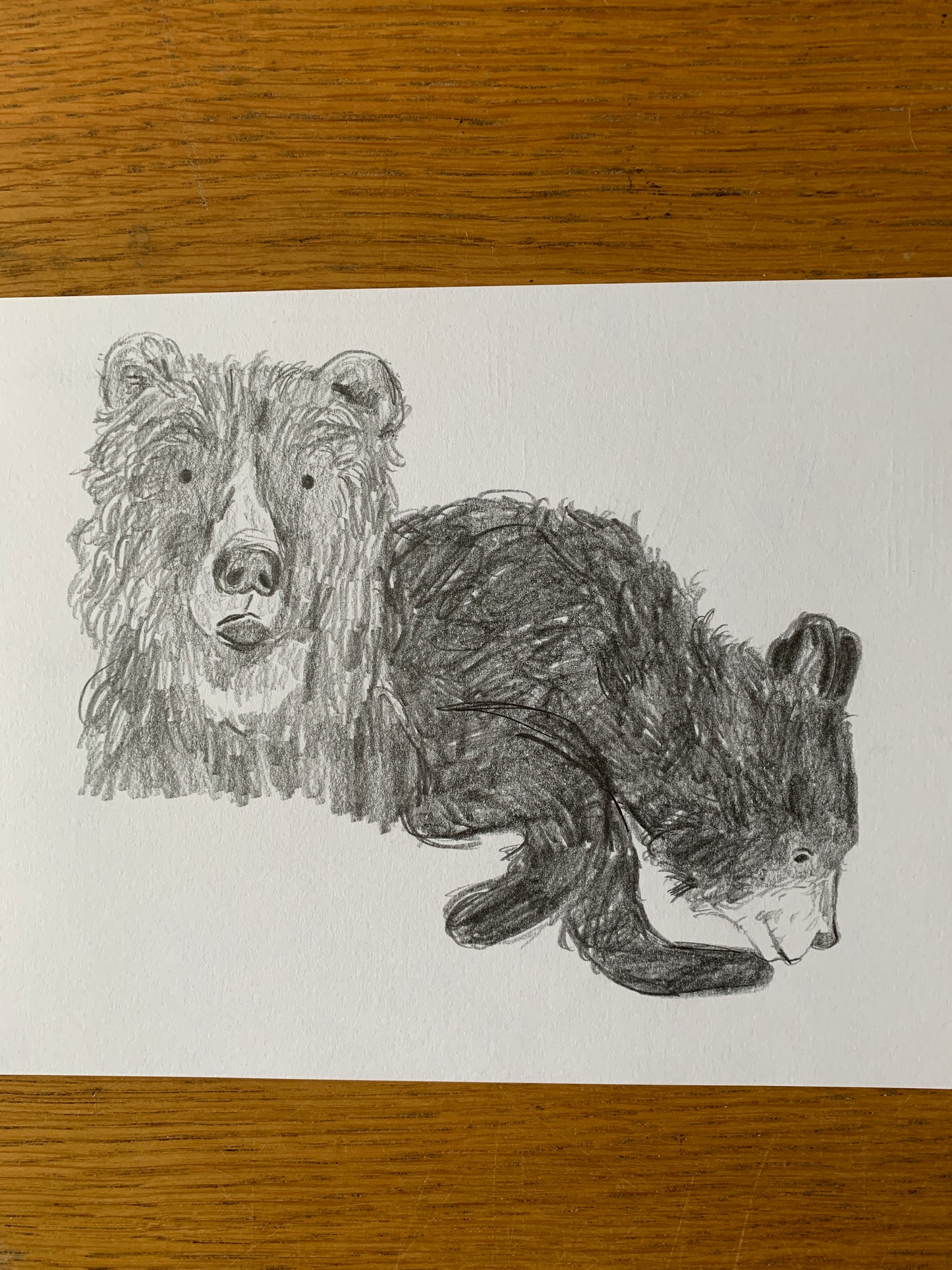 Original - Bears Sketch in pencil